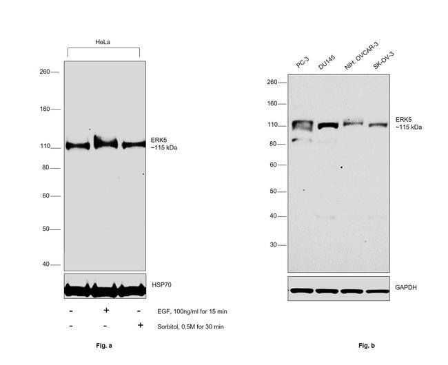 ERK5 Antibody in Western Blot (WB)