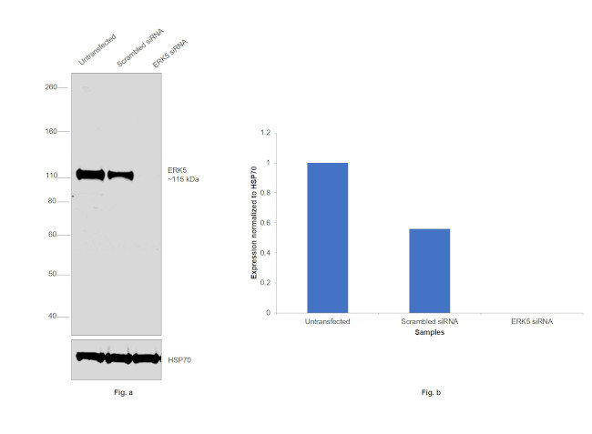 ERK5 Antibody