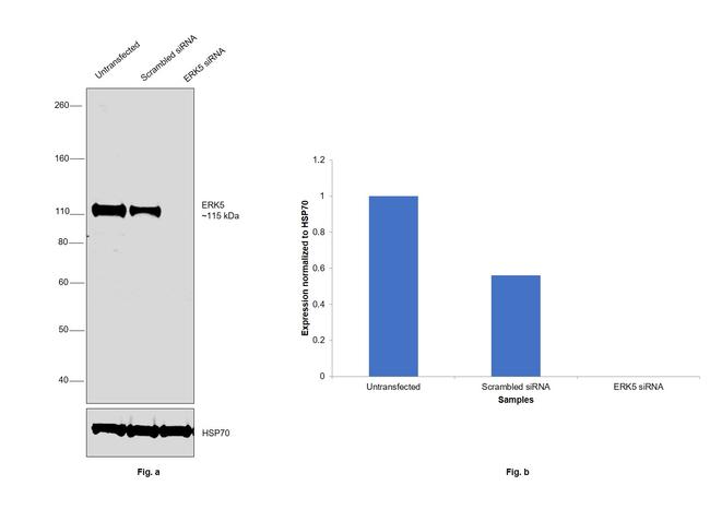 ERK5 Antibody in Western Blot (WB)