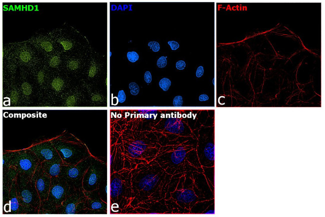 SAMHD1 Antibody in Immunocytochemistry (ICC/IF)