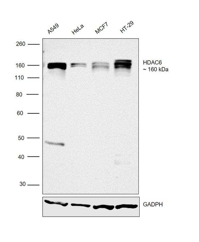 HDAC6 Antibody in Western Blot (WB)