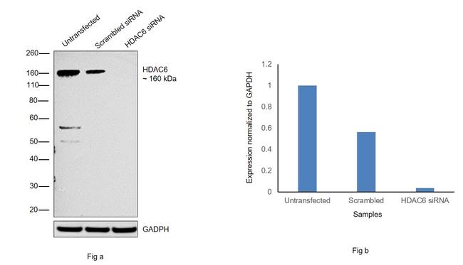 HDAC6 Antibody in Western Blot (WB)