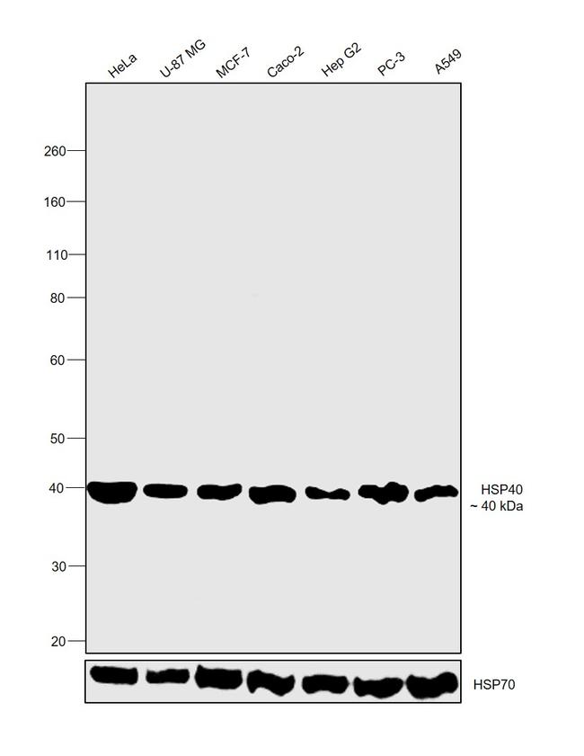 HSP40 Antibody in Western Blot (WB)