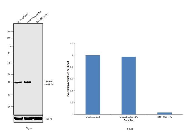 HSP40 Antibody in Western Blot (WB)