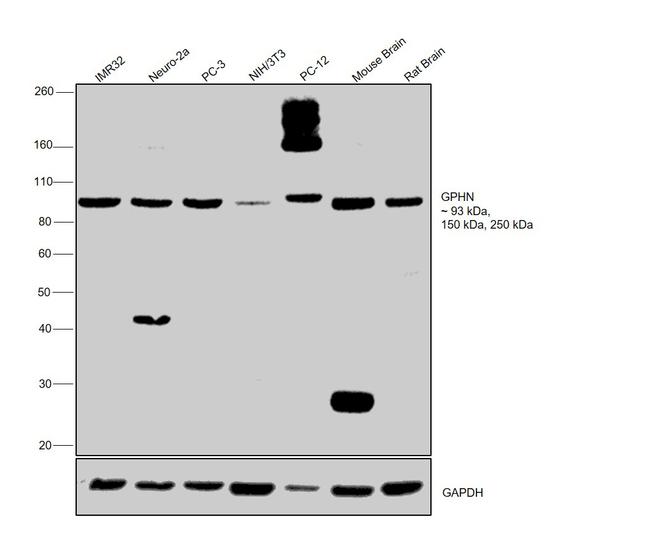 Gephyrin Antibody in Western Blot (WB)