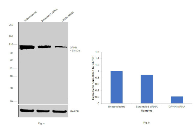 Gephyrin Antibody