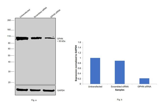 Gephyrin Antibody in Western Blot (WB)