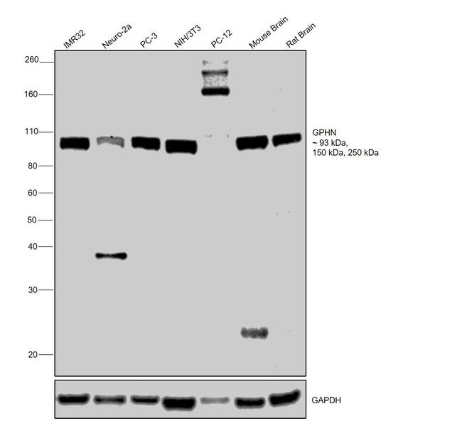 Gephyrin Antibody in Western Blot (WB)