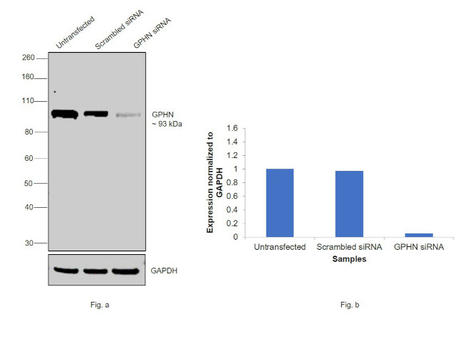 Gephyrin Antibody