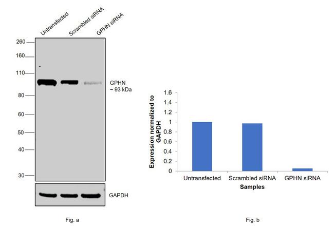 Gephyrin Antibody in Western Blot (WB)