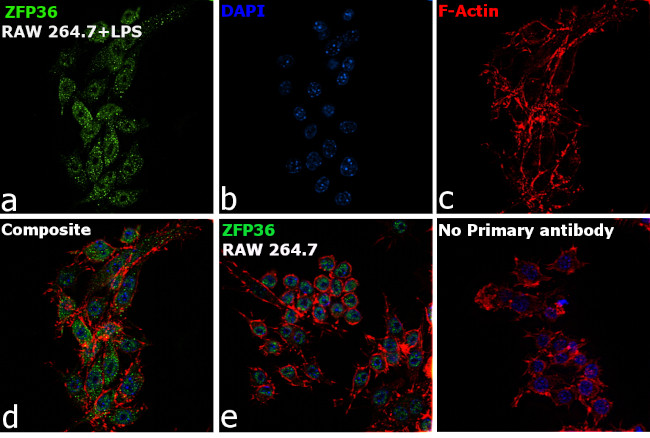 ZFP36 Antibody in Immunocytochemistry (ICC/IF)