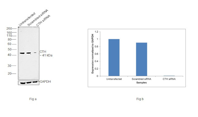 CTH Antibody