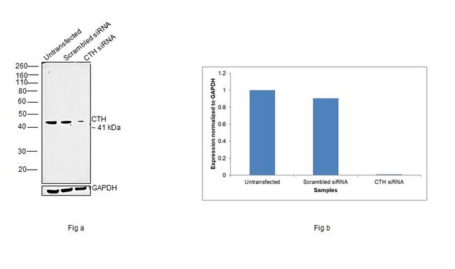 CTH Antibody in Western Blot (WB)