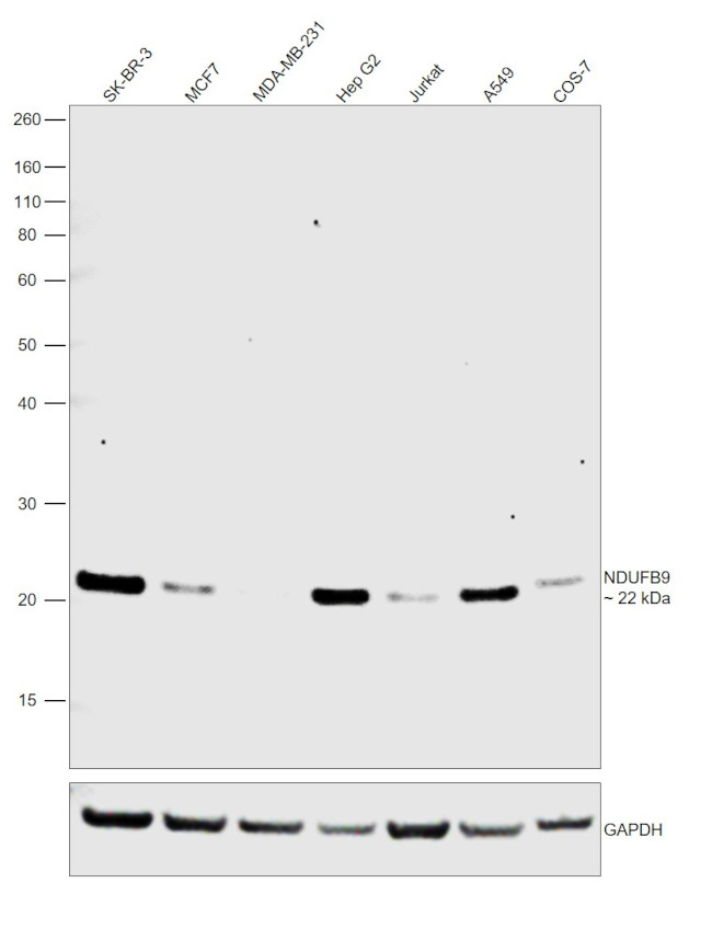 NDUFB9 Antibody