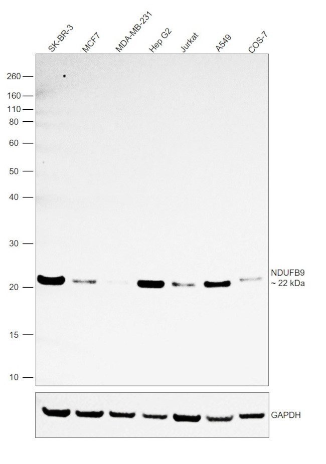 NDUFB9 Antibody