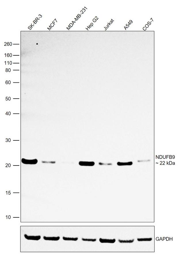 NDUFB9 Antibody in Western Blot (WB)