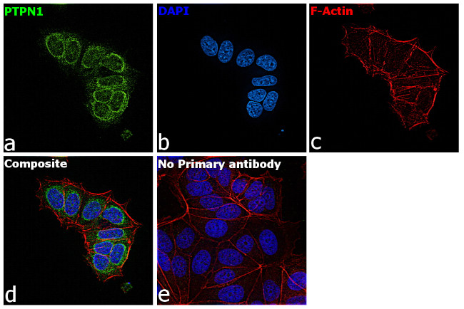 PTP1B Antibody in Immunocytochemistry (ICC/IF)