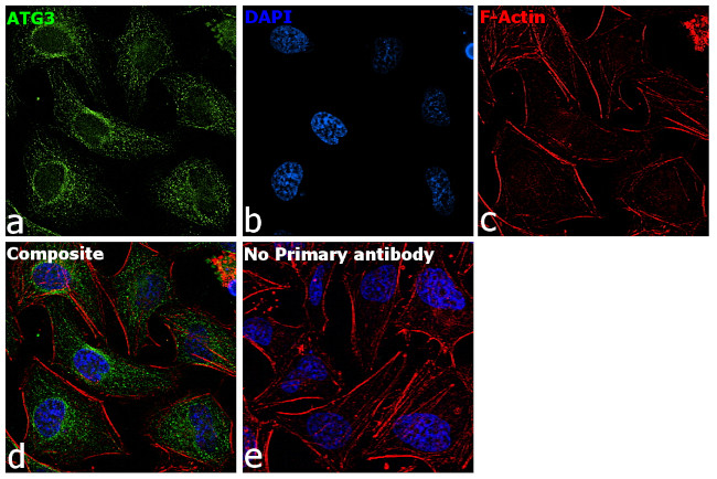 ATG3 Antibody in Immunocytochemistry (ICC/IF)