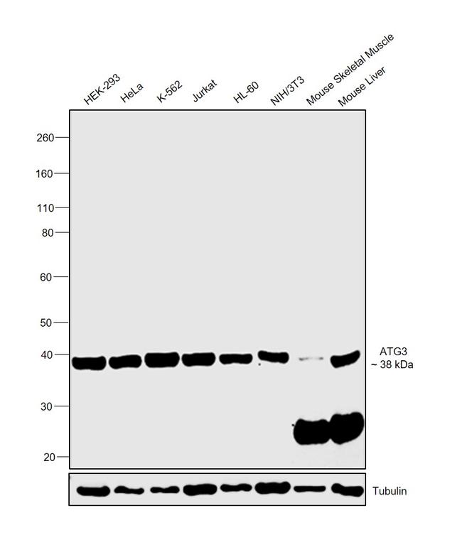 ATG3 Antibody in Western Blot (WB)