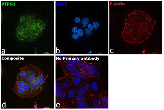 PTP1B Antibody in Immunocytochemistry (ICC/IF)