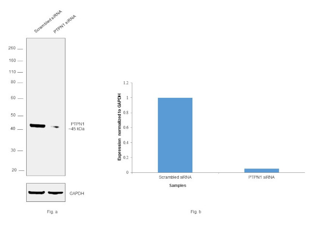 PTP1B Antibody