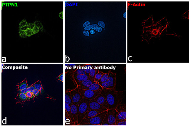 PTP1B Antibody in Immunocytochemistry (ICC/IF)