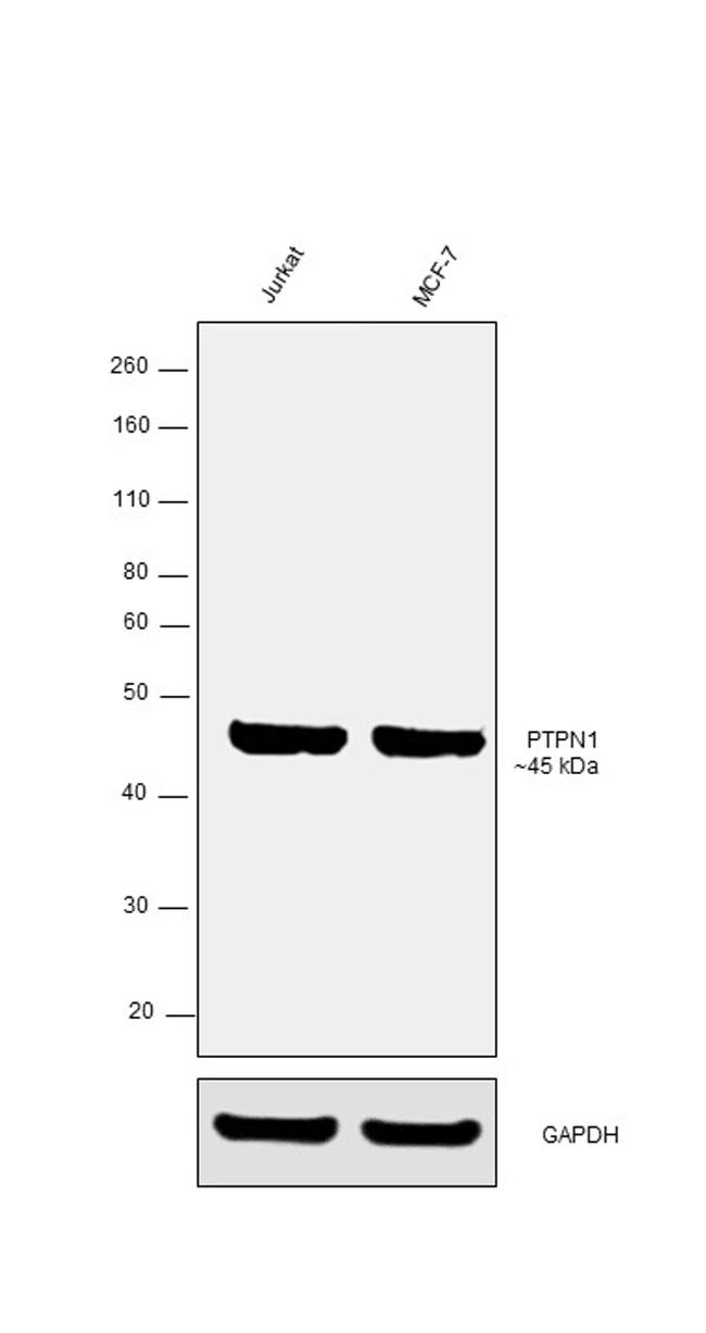 PTP1B Antibody in Western Blot (WB)