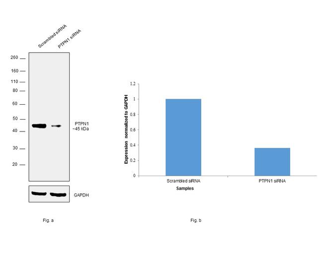 PTP1B Antibody in Western Blot (WB)