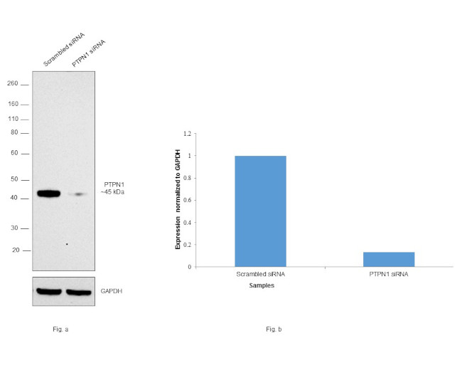 PTP1B Antibody