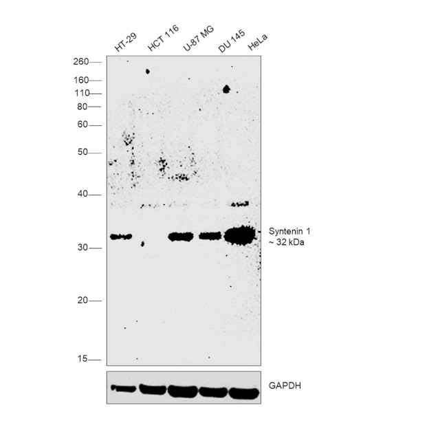 Syntenin 1 Antibody