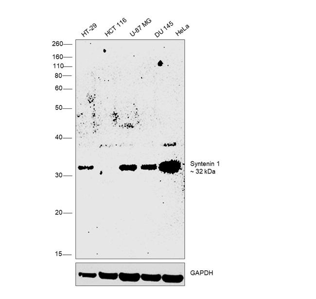 Syntenin 1 Antibody in Western Blot (WB)