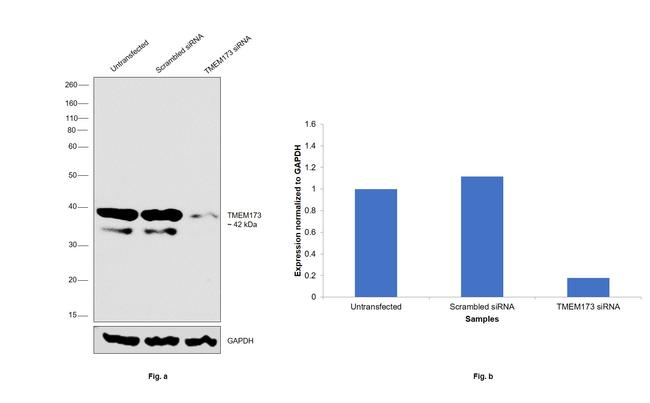 STING Antibody in Western Blot (WB)