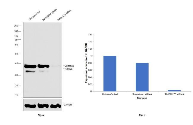 STING Antibody in Western Blot (WB)