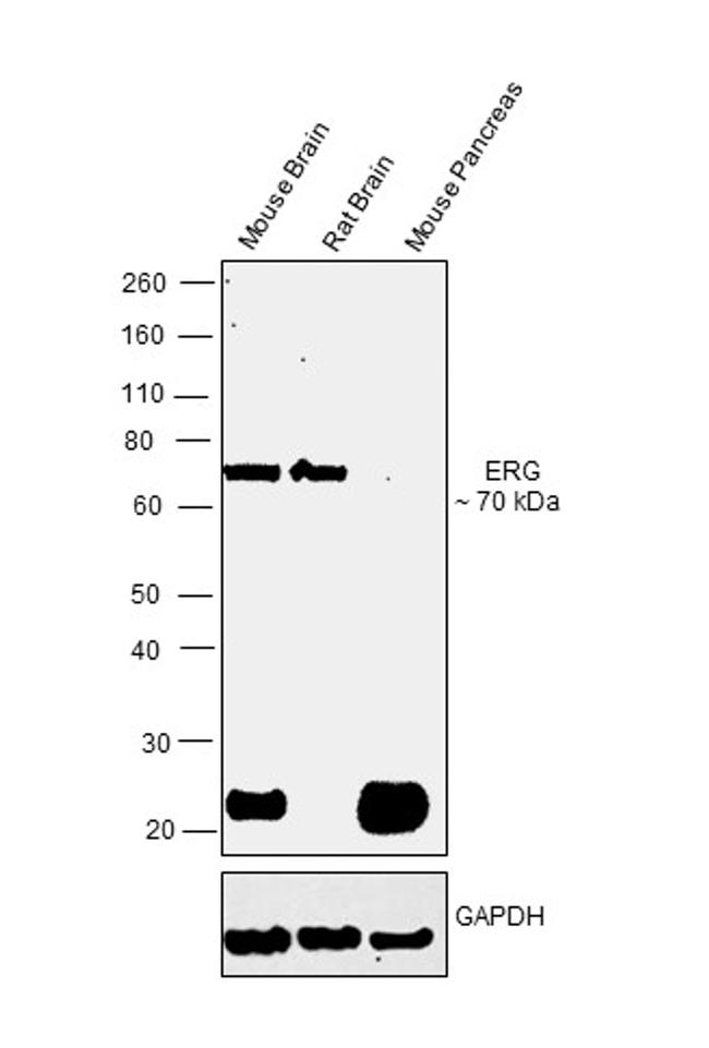 ERG Antibody in Western Blot (WB)