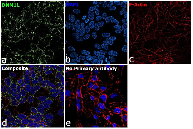 DNM1L Antibody in Immunocytochemistry (ICC/IF)