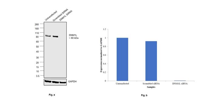 DNM1L Antibody in Western Blot (WB)