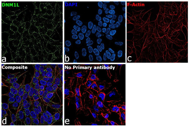 DNM1L Antibody in Immunocytochemistry (ICC/IF)