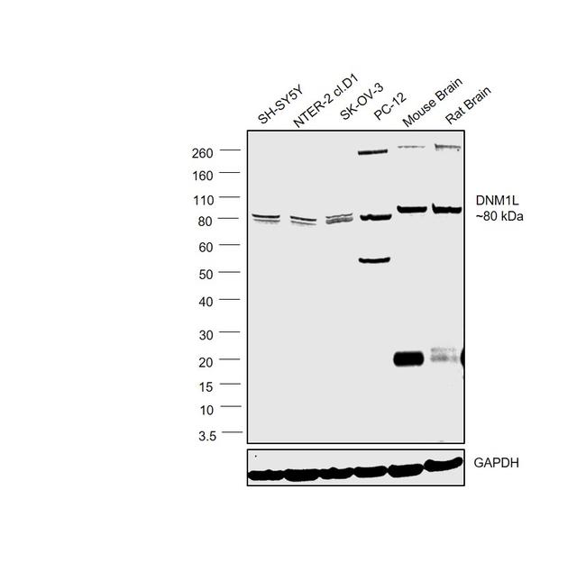 DNM1L Antibody in Western Blot (WB)