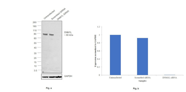 DNM1L Antibody