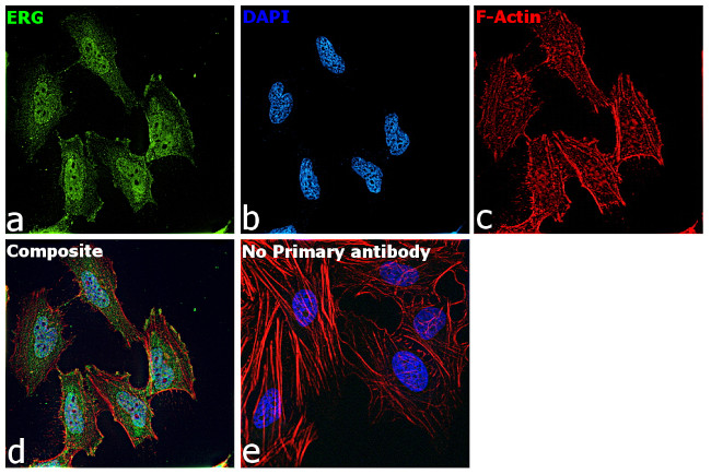 ERG Antibody in Immunocytochemistry (ICC/IF)