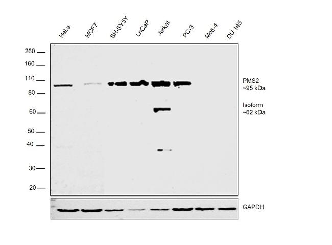 PMS2 Antibody in Western Blot (WB)