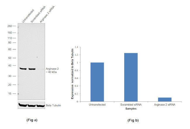 Arginase 2 Antibody