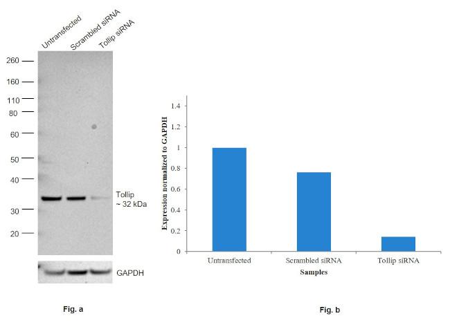 TOLLIP Antibody