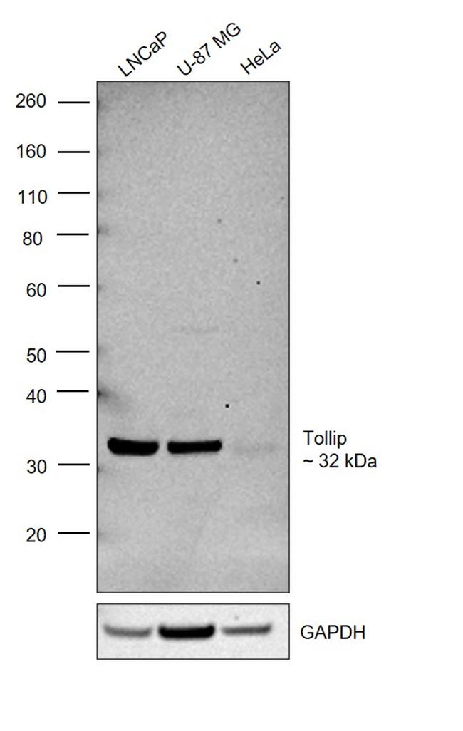 TOLLIP Antibody in Western Blot (WB)