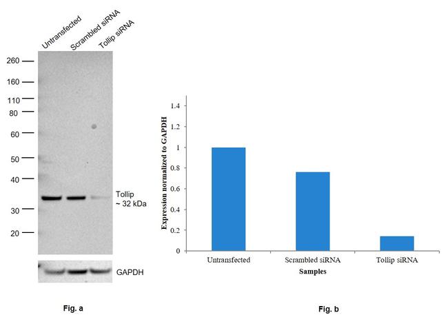 TOLLIP Antibody in Western Blot (WB)