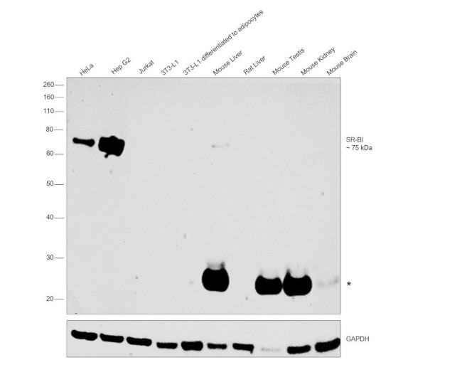 SR-BI Antibody