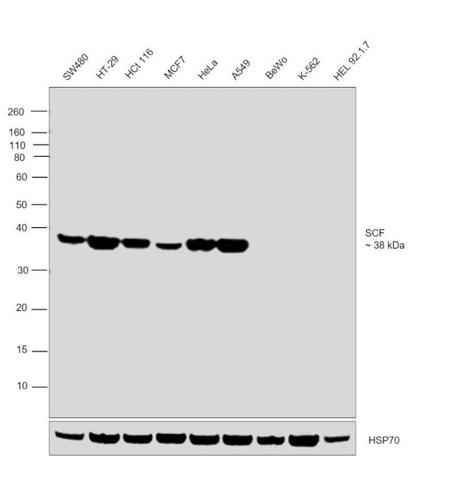 SCF Antibody