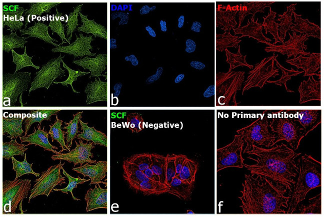 SCF Antibody in Immunocytochemistry (ICC/IF)