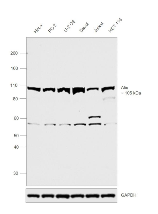 Alix Antibody in Western Blot (WB)