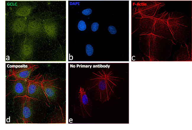 GCLC Antibody in Immunocytochemistry (ICC/IF)